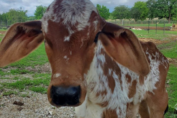 a close up of a brown horse standing next to a cow