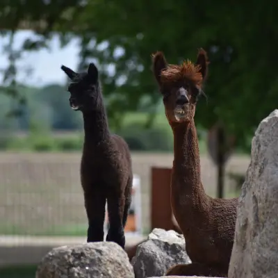 a group of sheep standing on top of a rock