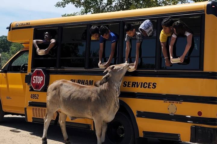 a person standing in front of a school bus