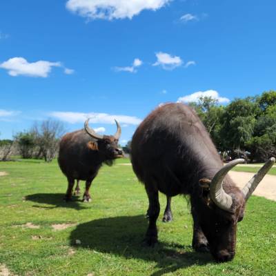 a cow standing on top of a grass covered field