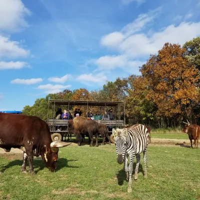 a herd of zebra standing on top of a grass covered field