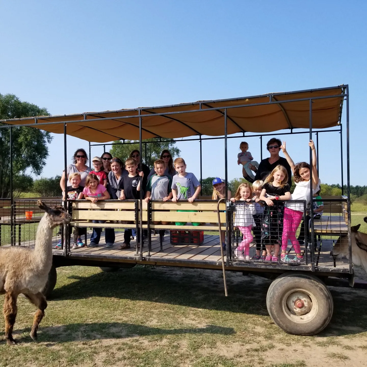 a horse pulling a cart full of sheep