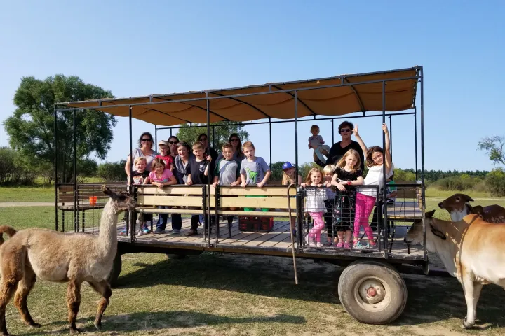a horse pulling a cart full of sheep