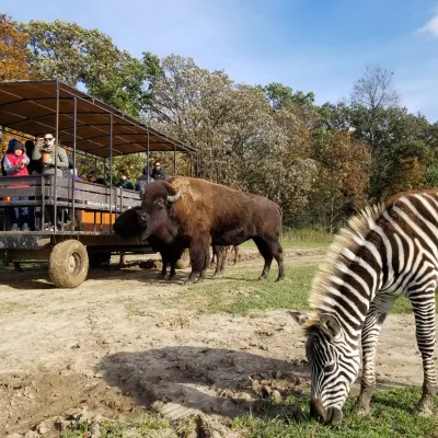a group of zebra standing on top of a dirt field
