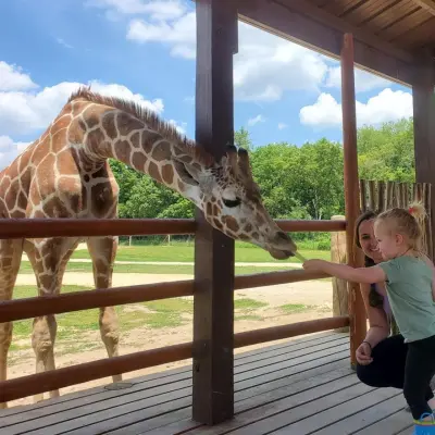 a person feeding a giraffe through a fence