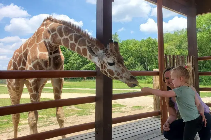 a person feeding a giraffe through a fence