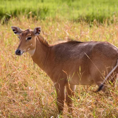 a cow standing on top of a dry grass field