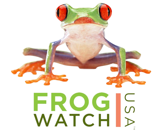 FrogWatch-removebg-preview a close up of a frog
