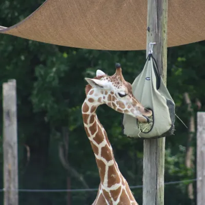 a giraffe standing next to a fence
