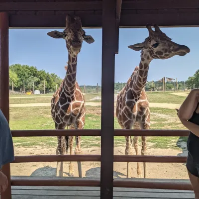 a group of giraffe standing on top of a wooden fence