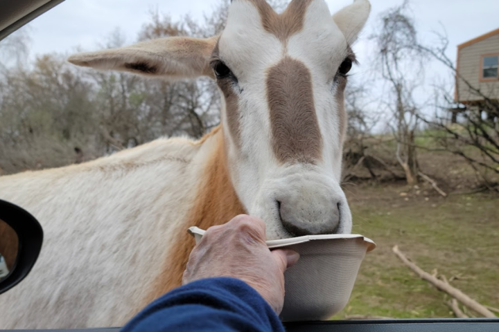 a horse that is looking at the camera