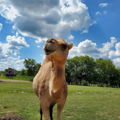 a camel standing in a grassy field