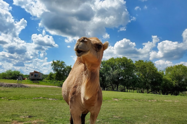 a camel standing in a grassy field
