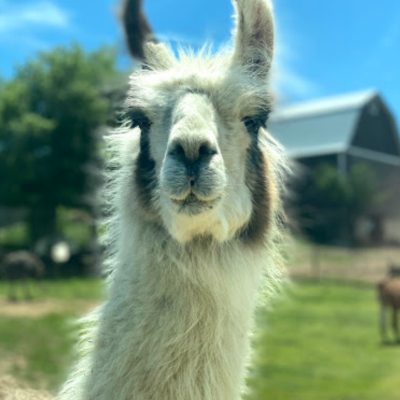 a close up of a llama