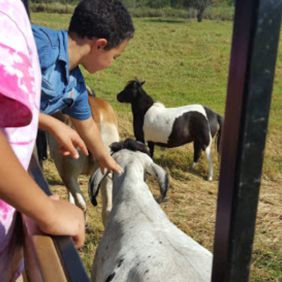 a boy feeding a cow