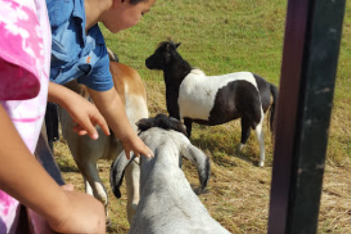 a boy feeding a cow