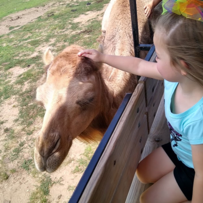 a person petting a cat