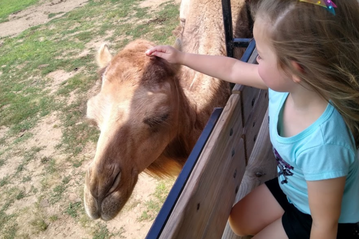 a person petting a cat