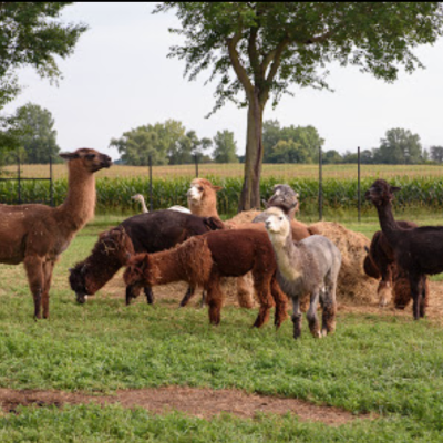 a herd of cattle standing on top of a grass covered field
