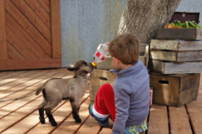 a sheep and a child standing in front of a building