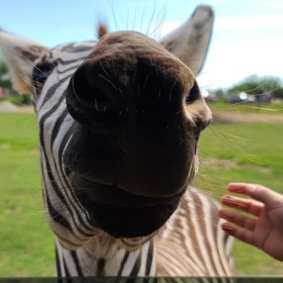 a close up of a horse in a field