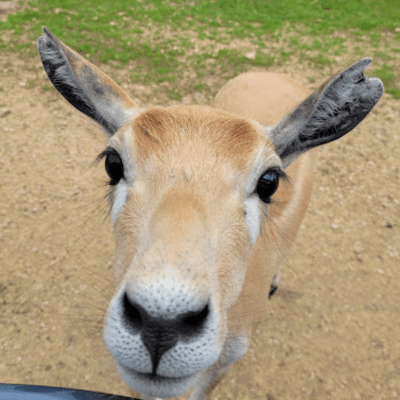 a close up of an animal