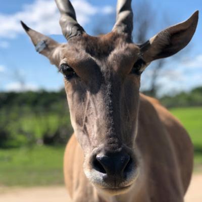a close up of a cow looking at the camera