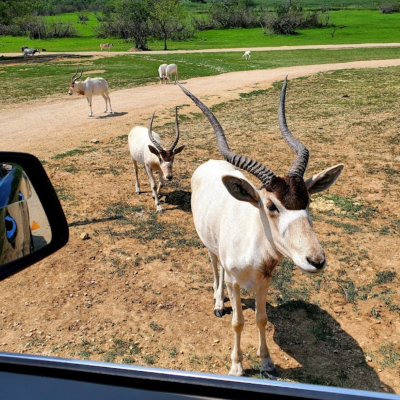 a herd of sheep standing on top of a dirt field