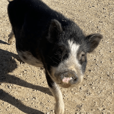 a dog standing in the sand