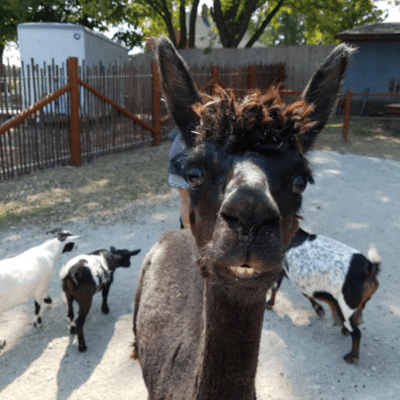a group of sheep walking across a parking lot