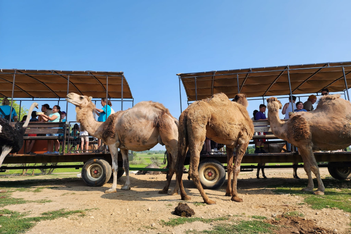 a group of people standing next to a horse