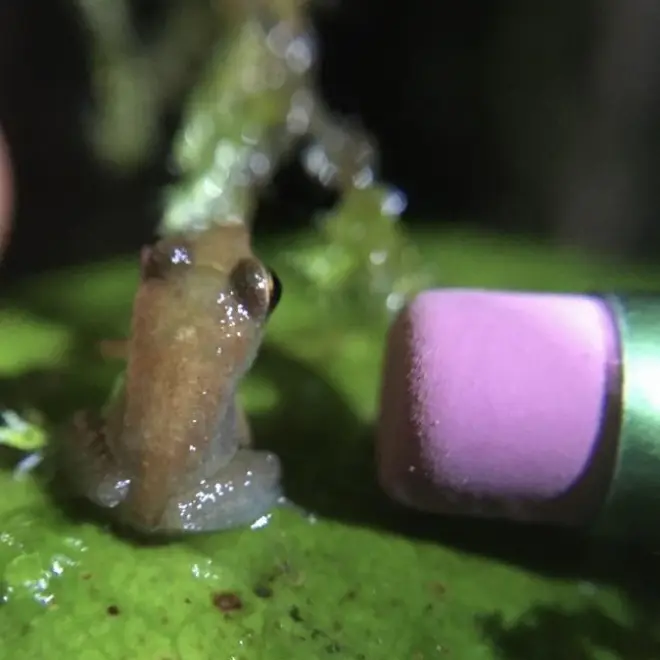 a close up of a green plate