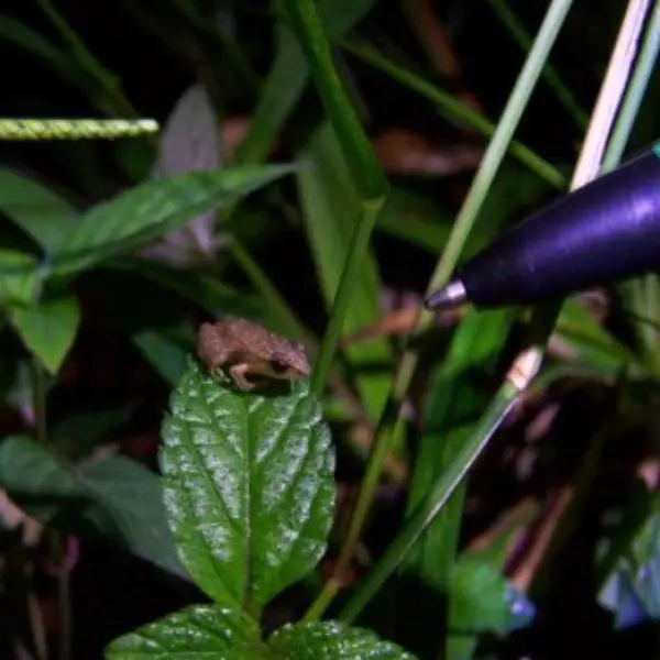 a close up of a plant