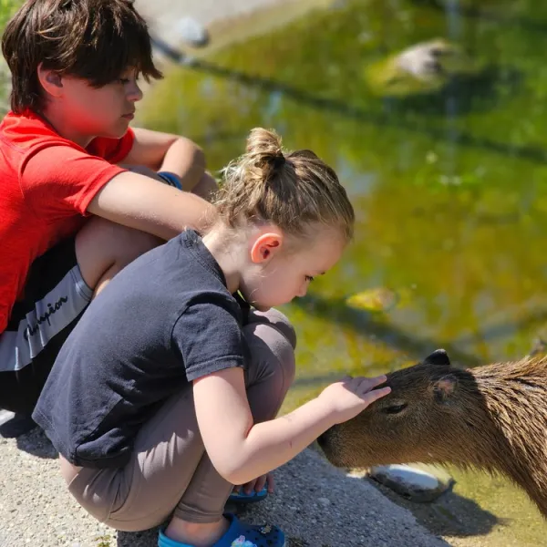 a young boy petting a sheep